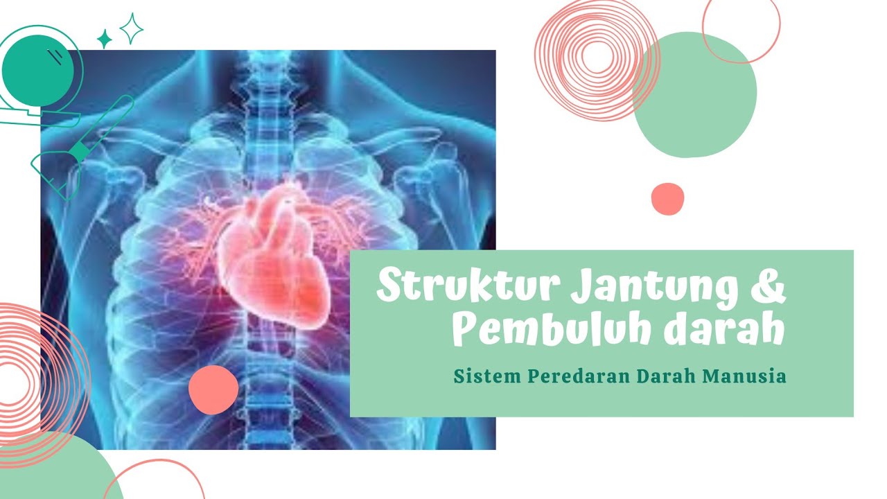 Detail Gambar Struk Peredaran Darah Manusia Nomer 29
