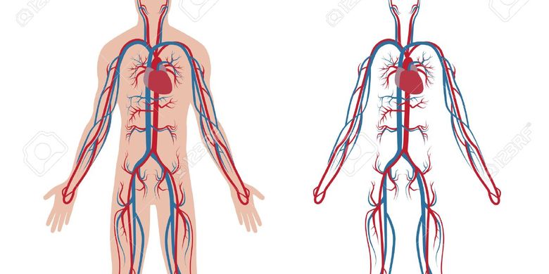 Detail Gambar Struk Peredaran Darah Manusia Nomer 30