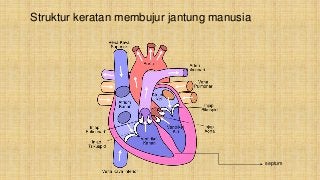 Detail Gambar Struk Peredaran Darah Manusia Nomer 32