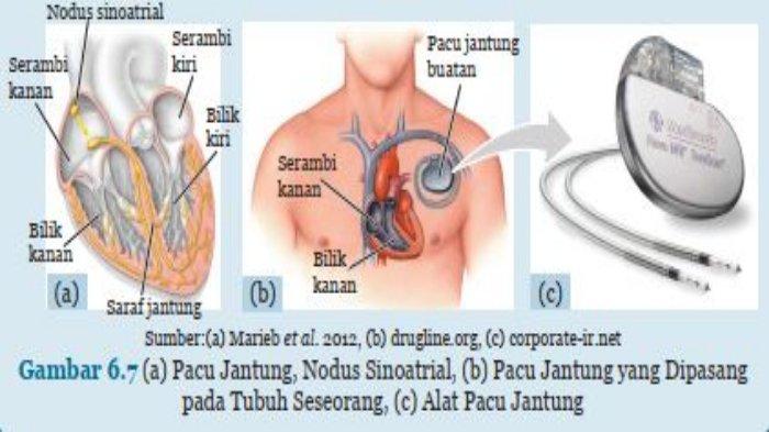 Detail Gambar Struk Peredaran Darah Manusia Nomer 34