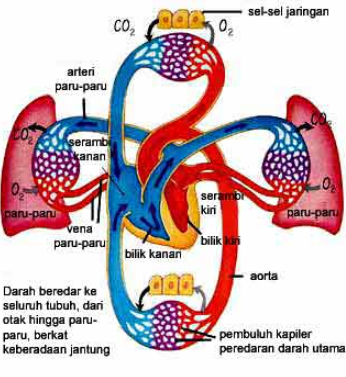 Detail Gambar Struk Peredaran Darah Manusia Nomer 3