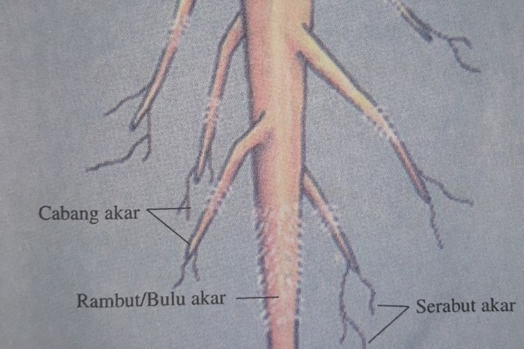 Detail Gambar Struktur Akar Dan Fungsinya Nomer 22