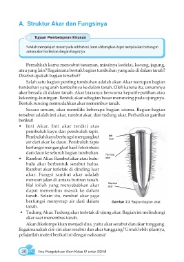 Detail Gambar Struktur Akar Dan Fungsinya Nomer 36