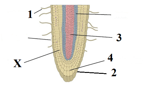 Detail Gambar Struktur Akar Dan Fungsinya Nomer 5