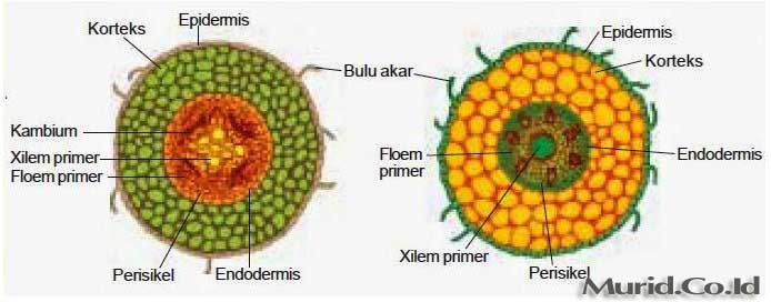 Detail Gambar Struktur Akar Dan Fungsinya Nomer 42