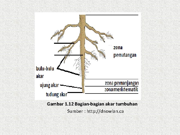 Detail Gambar Struktur Akar Dan Fungsinya Nomer 49