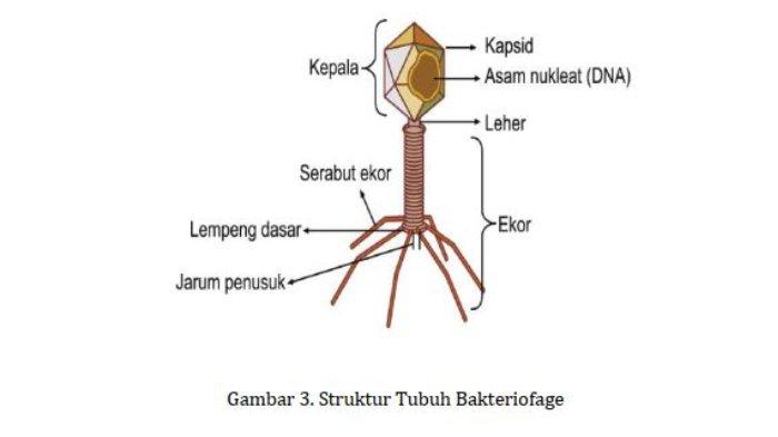 Detail Gambar Struktur Bakteriofage Nomer 11