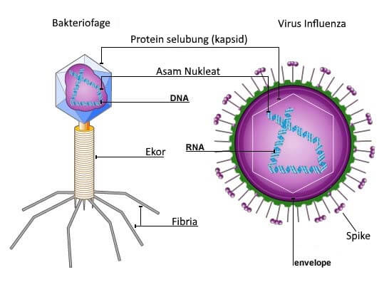 Detail Gambar Struktur Bakteriofage Nomer 34