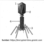 Detail Gambar Struktur Bakteriofage Nomer 38