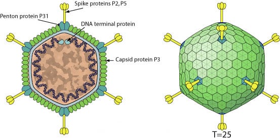 Detail Gambar Struktur Bakteriofage Nomer 46