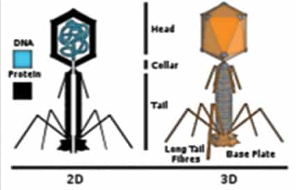 Detail Gambar Struktur Bakteriofage Nomer 47