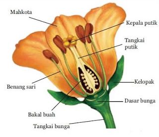 Detail Gambar Struktur Bunga Beserta Namanya Nomer 13