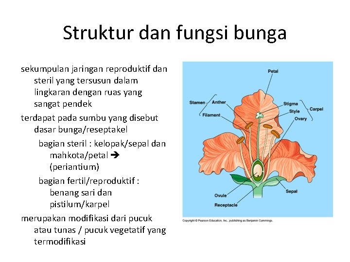 Detail Gambar Struktur Bunga Dan Fungsinya Nomer 17