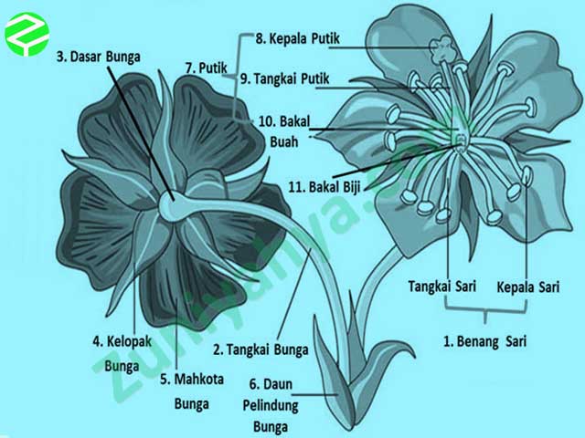 Detail Gambar Struktur Bunga Dan Fungsinya Nomer 32