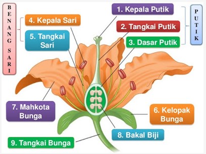 Detail Gambar Struktur Bunga Dan Fungsinya Nomer 5