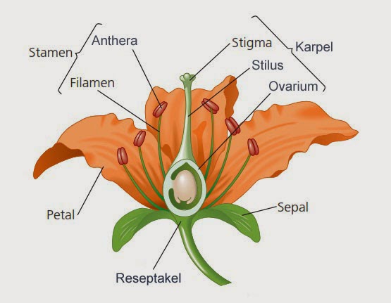 Detail Gambar Struktur Bunga Dan Fungsinya Nomer 48