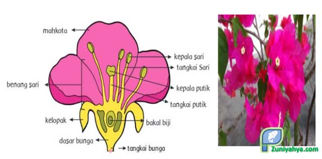 Detail Gambar Struktur Bunga Dan Penjelasannya Nomer 31