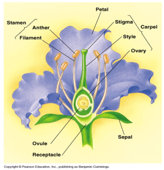 Detail Gambar Struktur Bunga Dan Penjelasannya Nomer 49