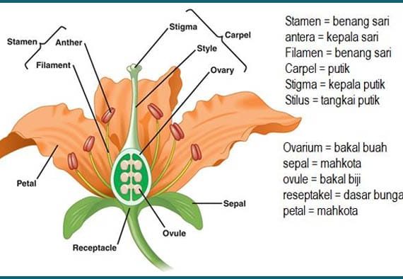 Detail Gambar Struktur Bunga Lengkap Dan Fungsinya Nomer 15