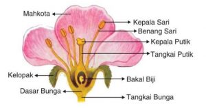 Detail Gambar Struktur Bunga Sempurna Dan Fungsinya Nomer 15