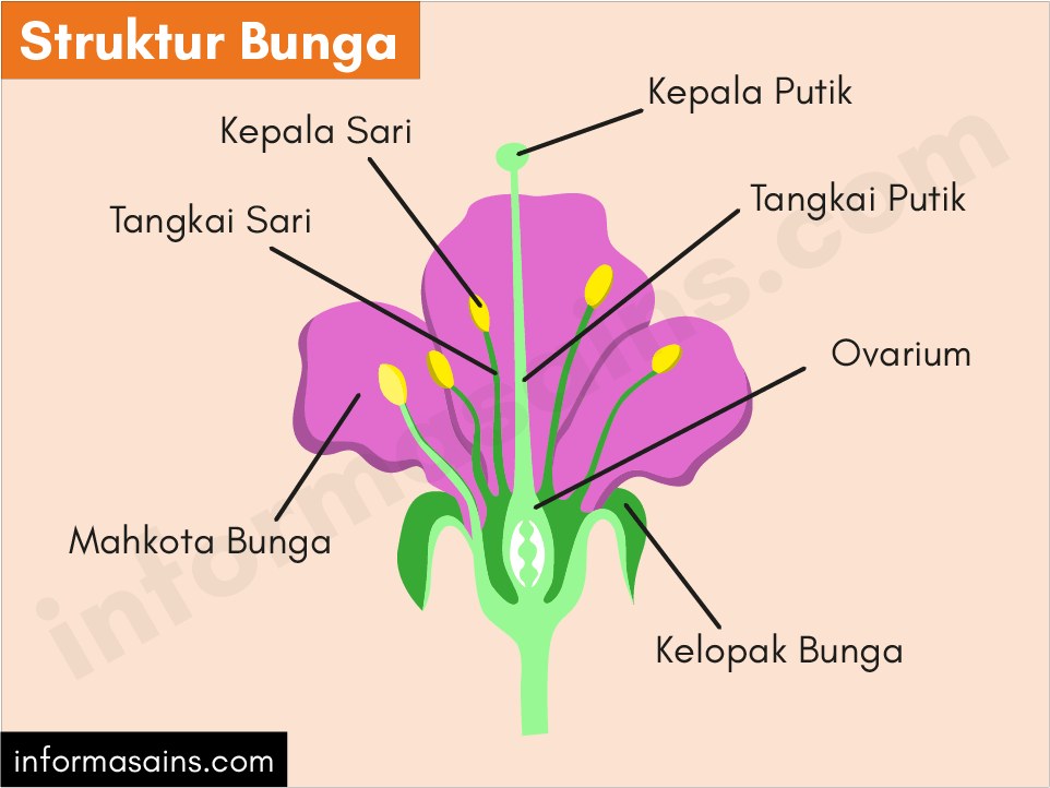 Detail Gambar Struktur Bunga Sempurna Dan Fungsinya Nomer 16