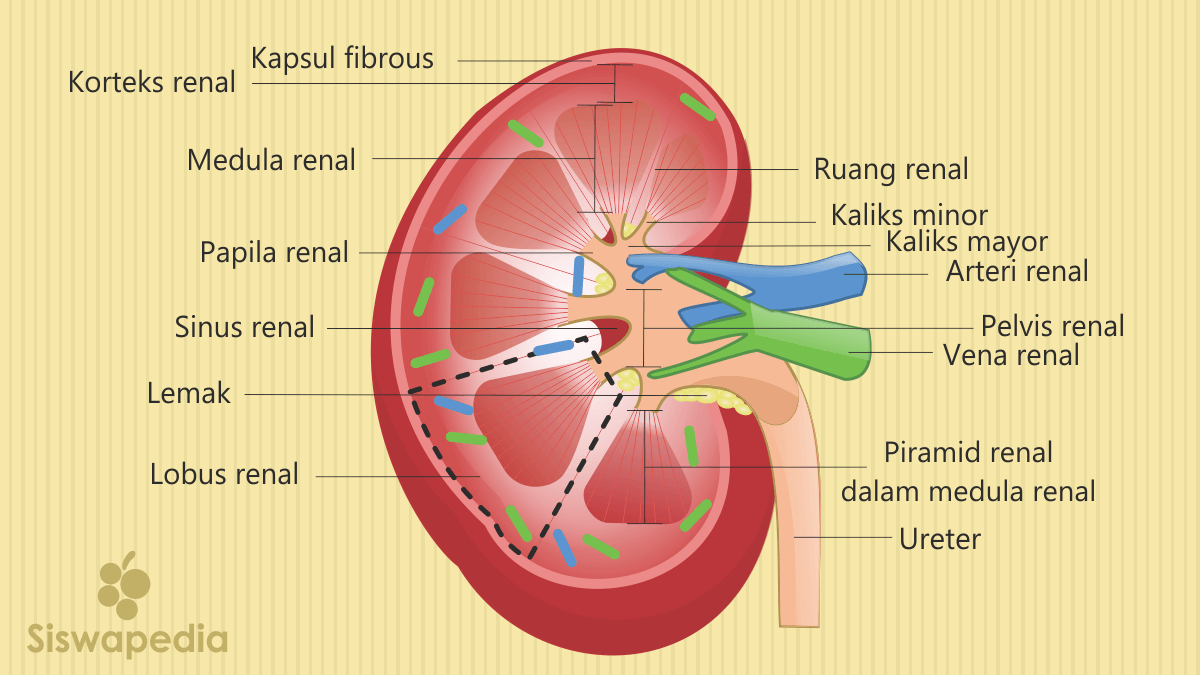 Gambar Struktur Ginjal Manusia - KibrisPDR