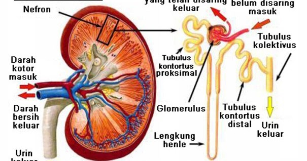 Detail Gambar Struktur Ginjal Manusia Nomer 12