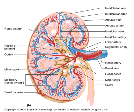 Detail Gambar Struktur Ginjal Manusia Nomer 13