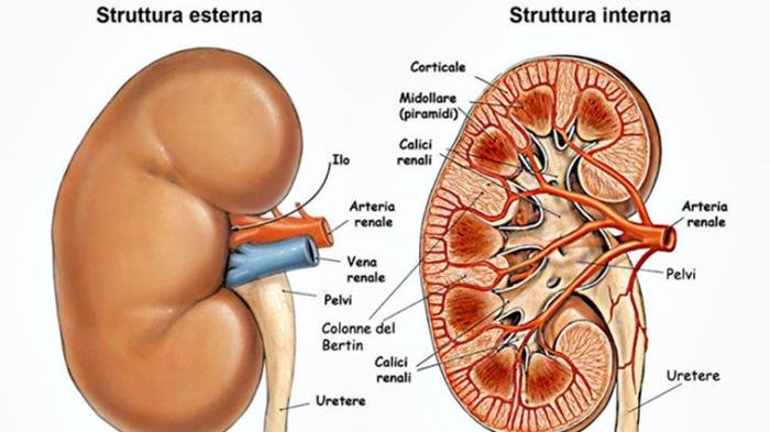 Detail Gambar Struktur Ginjal Manusia Nomer 14