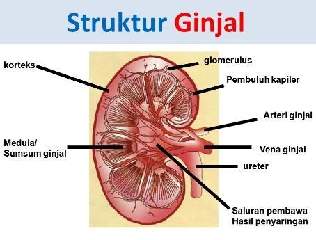 Detail Gambar Struktur Ginjal Manusia Nomer 16