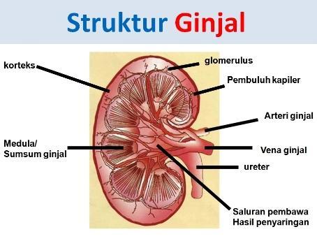 Detail Gambar Struktur Ginjal Manusia Nomer 16