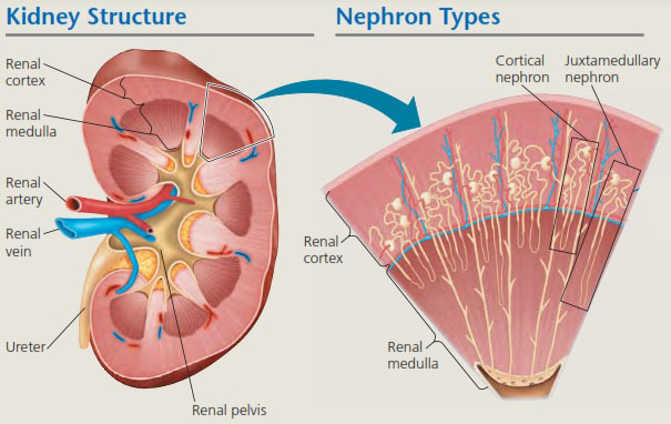 Detail Gambar Struktur Ginjal Manusia Nomer 17