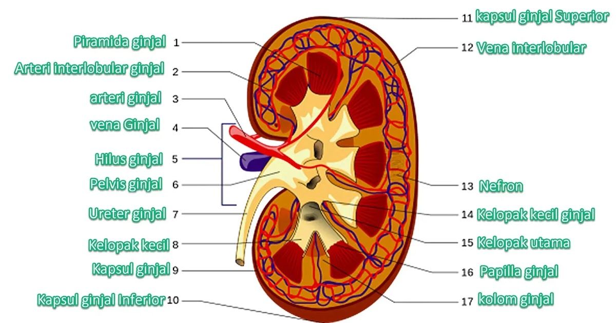 Detail Gambar Struktur Ginjal Manusia Nomer 18