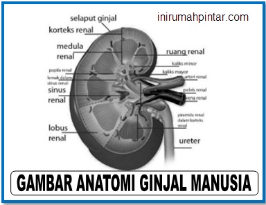 Detail Gambar Struktur Ginjal Manusia Nomer 21