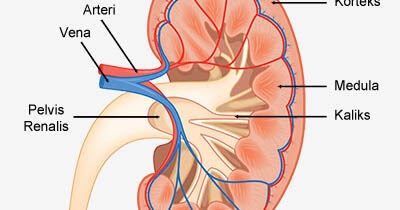 Detail Gambar Struktur Ginjal Manusia Nomer 25