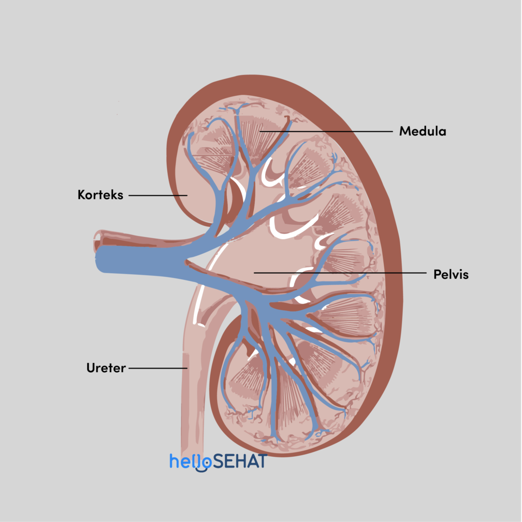 Detail Gambar Struktur Ginjal Manusia Nomer 4