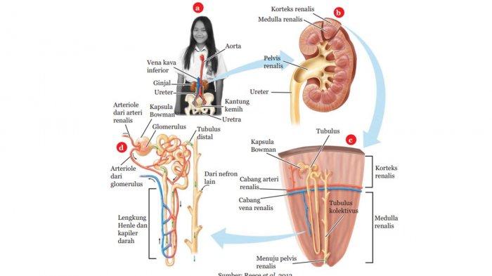 Detail Gambar Struktur Ginjal Manusia Nomer 28