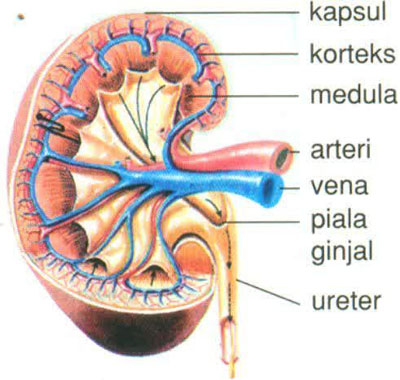 Detail Gambar Struktur Ginjal Manusia Nomer 30