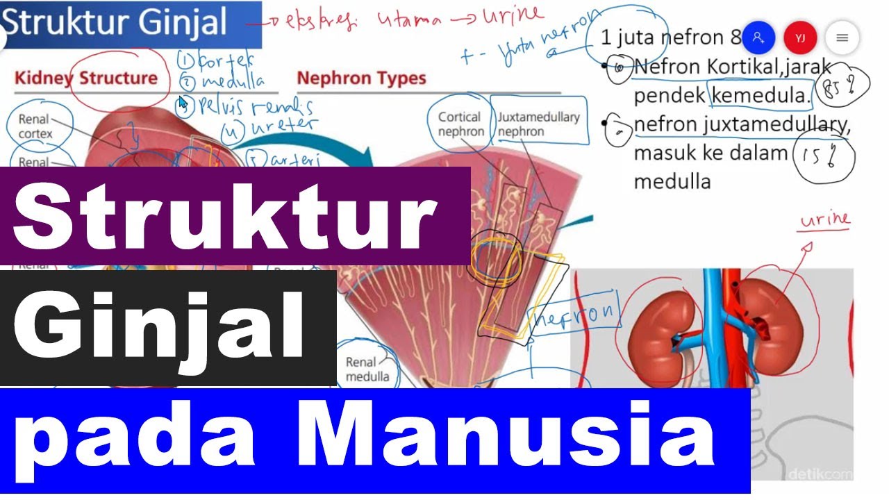 Detail Gambar Struktur Ginjal Manusia Nomer 32