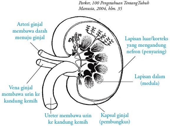Detail Gambar Struktur Ginjal Manusia Nomer 40