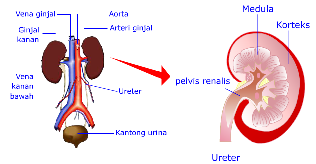 Detail Gambar Struktur Ginjal Manusia Nomer 41