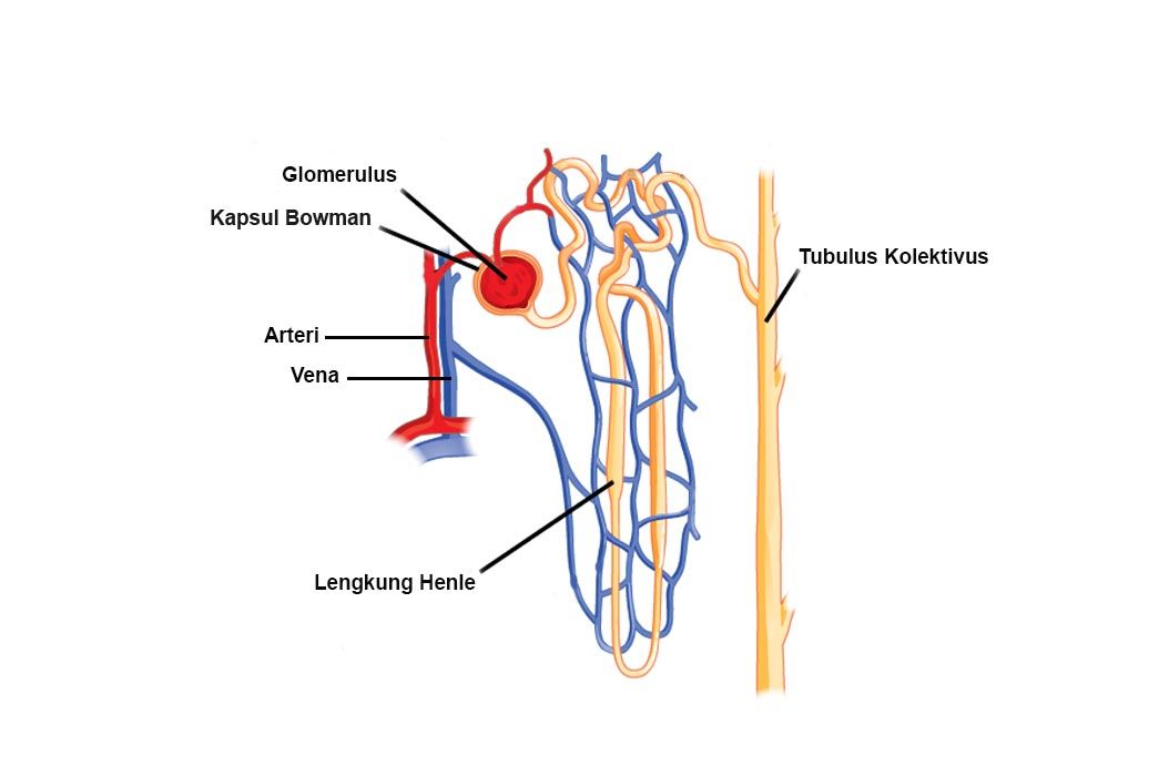 Detail Gambar Struktur Ginjal Manusia Nomer 43