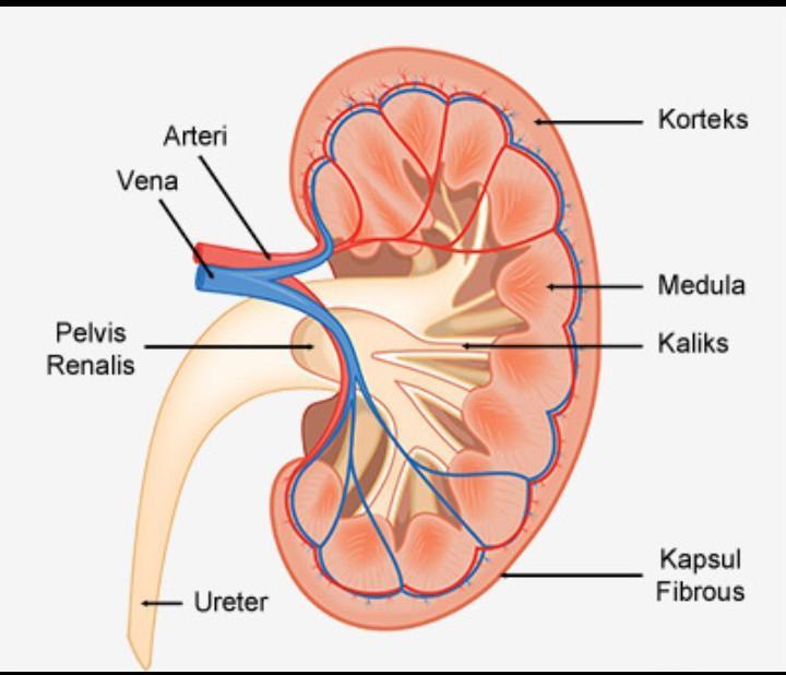 Detail Gambar Struktur Ginjal Manusia Nomer 6