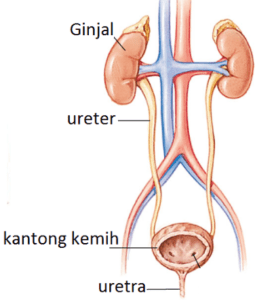 Detail Gambar Struktur Ginjal Manusia Nomer 47