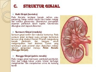 Detail Gambar Struktur Ginjal Manusia Nomer 49