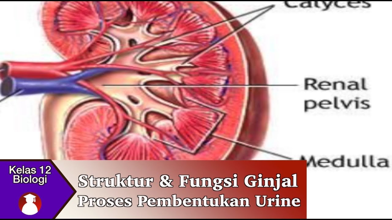 Detail Gambar Struktur Ginjal Manusia Nomer 51