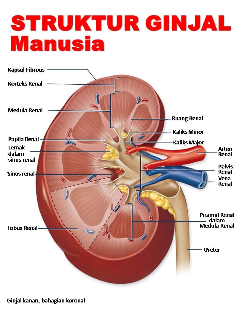 Detail Gambar Struktur Ginjal Manusia Nomer 7