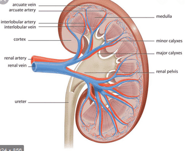 Detail Gambar Struktur Ginjal Manusia Nomer 8