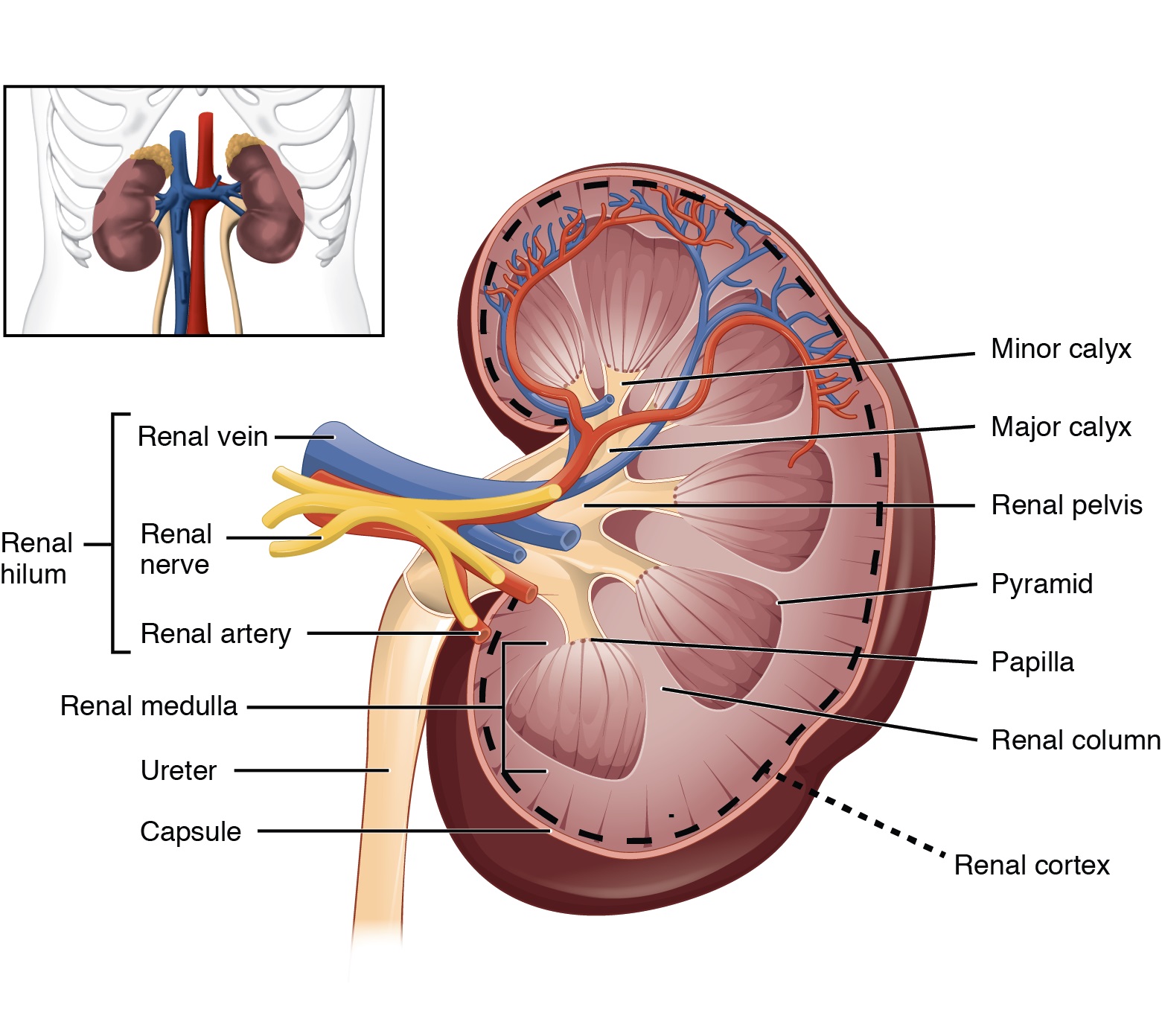 Detail Gambar Struktur Ginjal Manusia Nomer 9