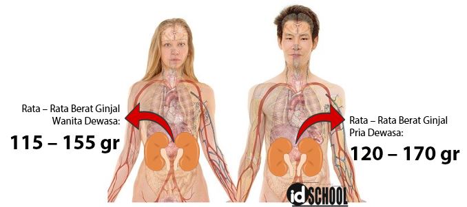 Detail Gambar Struktur Ginjal Pada Manusia Dan Bagian Bagiannya Nomer 23